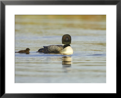 Great Northern Diver, Adult In Breeding Plumage With Young Chick On Inland Lake, Iceland by Mark Hamblin Pricing Limited Edition Print image