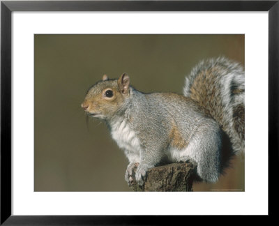 Grey Squirrel, Close-Up Portrait In Winter Coat, Uk by Mark Hamblin Pricing Limited Edition Print image