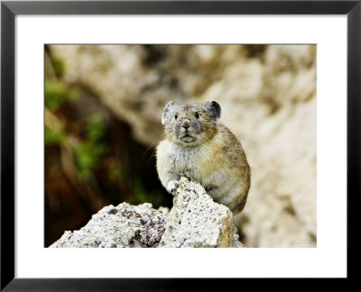 Pika, Sitting On Rock, Wyoming, Usa by Mark Hamblin Pricing Limited Edition Print image