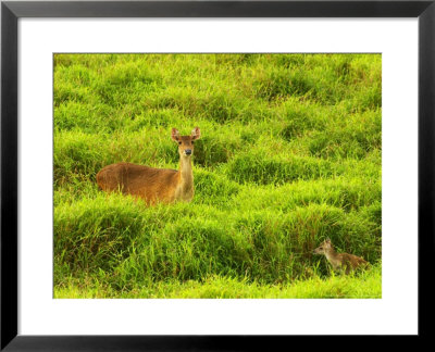 Java Deer, Mauritius by Roger De La Harpe Pricing Limited Edition Print image