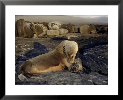 Galapagos Sea Lion, Cow With Young Pup, Galapagos by Mark Jones Pricing Limited Edition Print image