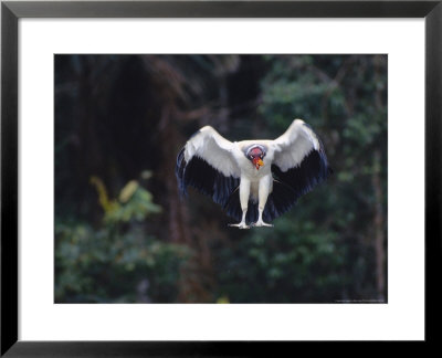 King Vulture, Landing, Tambopata River, Peruvian Amazon by Mark Jones Pricing Limited Edition Print image