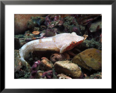 Small-Headed Clingfish, Loch Fyne, Uk by Paul Kay Pricing Limited Edition Print image