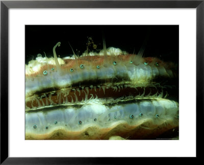 Great Scallop, Showing Eyes, North Wales by Paul Kay Pricing Limited Edition Print image
