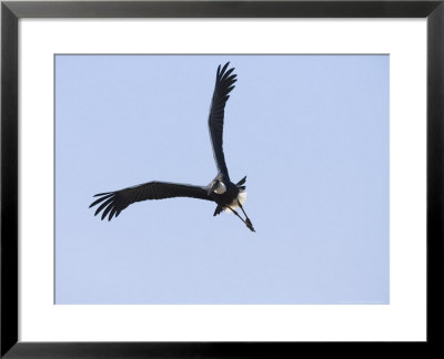 White Or Woolly Necked Stork, Single Stork Flying, Madhya Pradesh, India by Elliott Neep Pricing Limited Edition Print image