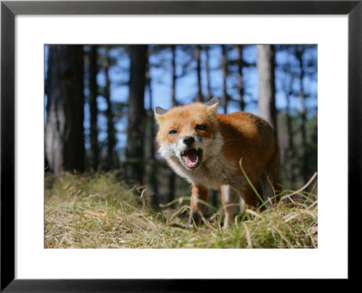 Red Fox, Red Fox Eating In Pine Woodland, Lancashire, Uk by Elliott Neep Pricing Limited Edition Print image