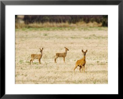 Roe Deer, Doe And Two Fawns In Fallow Field, Uk by Elliott Neep Pricing Limited Edition Print image