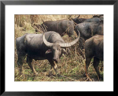 Indian Buffalo, Male, India by Stan Osolinski Pricing Limited Edition Print image