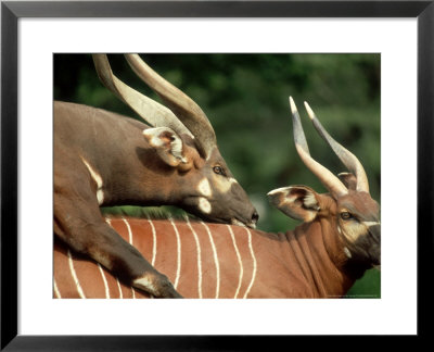 Bongo, Mating Pair, Zoo Animal by Stan Osolinski Pricing Limited Edition Print image