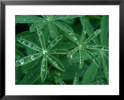 Broad-Leaved Lupine, Olympic National Park, Wa by Stan Osolinski Pricing Limited Edition Print image