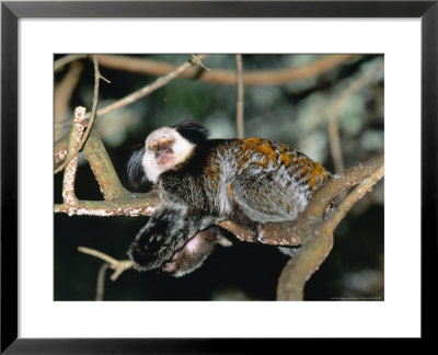 Geoffroys Marmoset, Zoo Animal by Stan Osolinski Pricing Limited Edition Print image