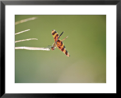 Halloween Pennant On Hunt Perch, Florida, Usa by Stan Osolinski Pricing Limited Edition Print image