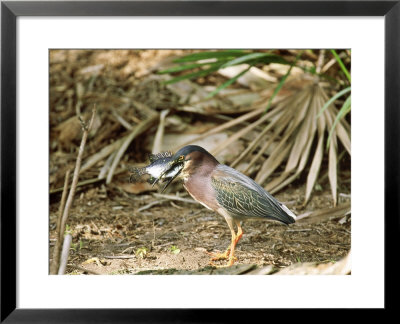 Green Heron, Swallowing Big Fish, Usa by Stan Osolinski Pricing Limited Edition Print image