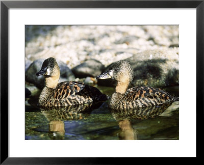 White-Backed Duck, Pair, Zoo Animals by Stan Osolinski Pricing Limited Edition Print image