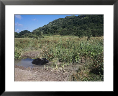 Water Buffalo, The Welsh Wildlife Centre And Teifi Marshes Reserve, Wales by O'toole Peter Pricing Limited Edition Print image