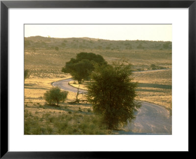 Kgalagadi Transfrontier Park, South Africa by Richard Packwood Pricing Limited Edition Print image