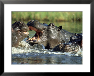 Hippopotamus, Fighting by Richard Packwood Pricing Limited Edition Print image