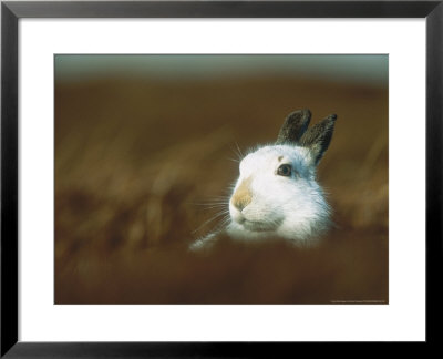 Mountain Hare Or Blue Hare, Peering Over Hill Conspicuous With No Snow, Scotland, Uk by Richard Packwood Pricing Limited Edition Print image