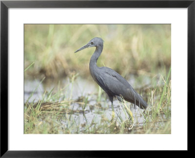 Slaty Egret, Edge Of Khwai River, Botswana by Richard Packwood Pricing Limited Edition Print image
