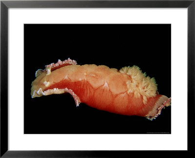 Spanish Dancer, Papua New Guinea by Tammy Peluso Pricing Limited Edition Print image