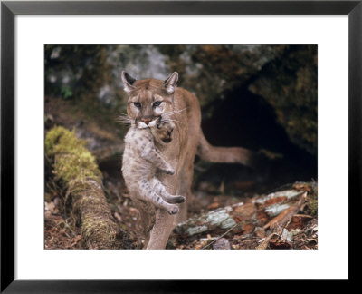 Mountain Lion, Female And Cub, Usa by Mary Plage Pricing Limited Edition Print image