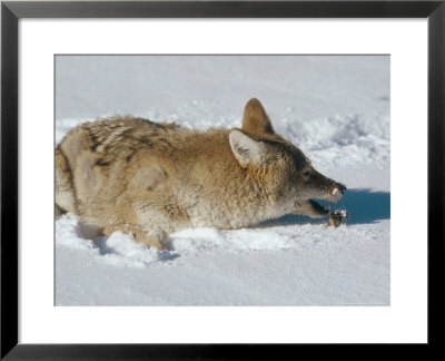 Coyote, Catching Mouse In Winter Snow, Usa by Mary Plage Pricing Limited Edition Print image