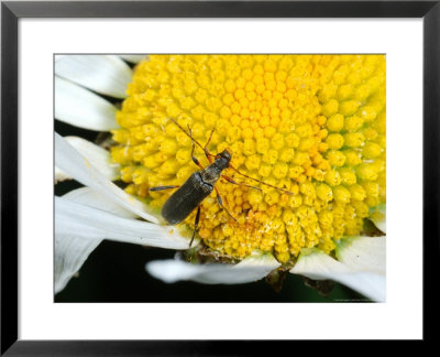 Longhorn Beetle, Adult Feeding On Flower, Cambridgeshire, Uk by Keith Porter Pricing Limited Edition Print image