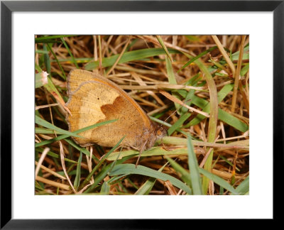Meadow Brown Butterfly, Adult Female Resting, Cambridgeshire, Uk by Keith Porter Pricing Limited Edition Print image