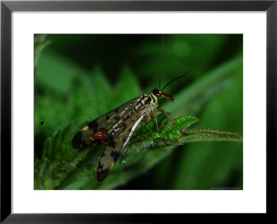 Scorpion Fly, Adult Male Hunting, Cambridgeshire, Uk by Keith Porter Pricing Limited Edition Print image