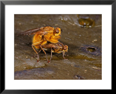 Dung Flys, Mating Pair, Cambridgeshire, Uk by Keith Porter Pricing Limited Edition Print image