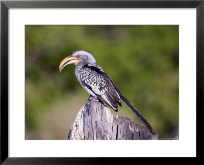 Yellowbilled Hornbill, Moremi, Botswana by Mike Powles Pricing Limited Edition Print image