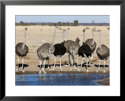 Ostrich, Male And Females Drinking, Botswana by Mike Powles Pricing Limited Edition Print image