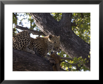 Leopard, Male With Kill In Tree, Botswana by Mike Powles Pricing Limited Edition Print image