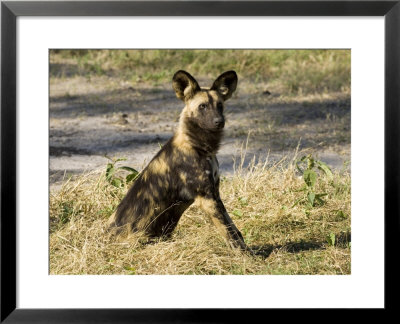African Hunting Dog, Male Resting After Hunt, Okavango Delta, Botswana by Mike Powles Pricing Limited Edition Print image