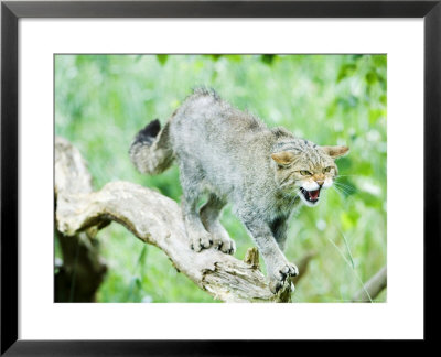 Wild Cat Adult In Aggressive Pose, Uk by Mike Powles Pricing Limited Edition Print image