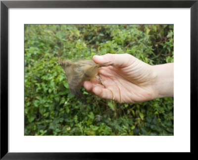 Robin, Being Released Having Been Ringed, Uk by Mike Powles Pricing Limited Edition Print image