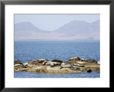 Seals, Scotland by Keith Ringland Pricing Limited Edition Print image