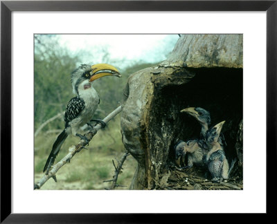 Yellow-Billed Hornbill by Alan Root Pricing Limited Edition Print image