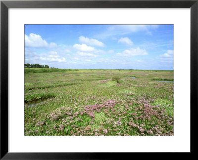 Common Sea-Lavender, Limonium Vulgare by Chris Knights Pricing Limited Edition Print image