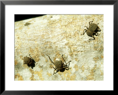 Giant Tenebrionid Beetles, Seychelles by Rick Price Pricing Limited Edition Print image