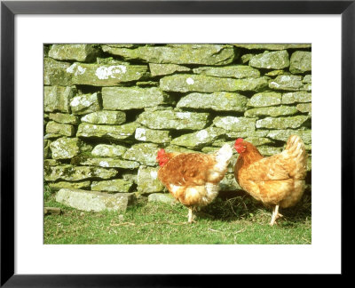 Hens And Wall, Scotland by Iain Sarjeant Pricing Limited Edition Print image