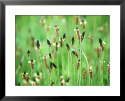 Ribwort, Caithness, Scotland by Iain Sarjeant Pricing Limited Edition Print image