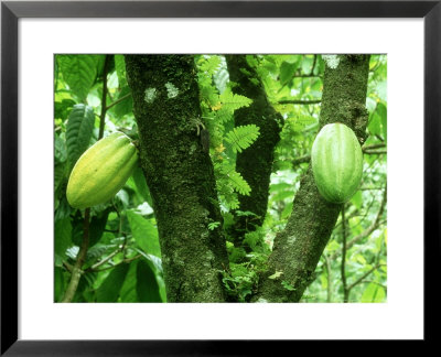 Cocoa, Pods In A Plantation, Tobago by Alastair Shay Pricing Limited Edition Print image