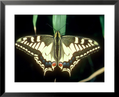 European Swallowtail At Rest by Alastair Shay Pricing Limited Edition Print image