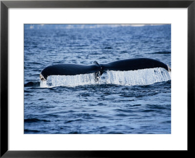 Humpback Whales, Raising Flukes, Mexico by Gerard Soury Pricing Limited Edition Print image