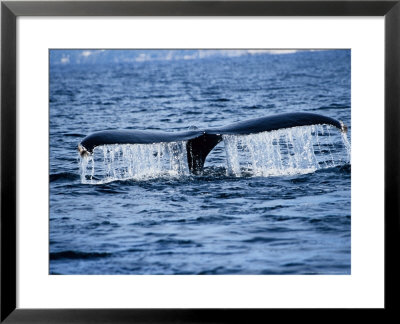 Humpback Whale, Raising Flukes, Mexico by Gerard Soury Pricing Limited Edition Print image