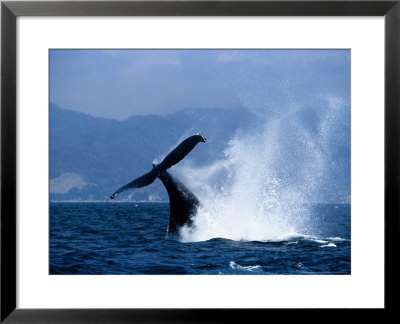 Humpback Whale, Lobtailing, Puerto Vallarta by Gerard Soury Pricing Limited Edition Print image
