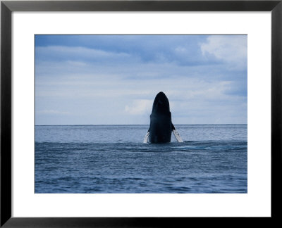 Humpback Whale, Breaching, Azores by Gerard Soury Pricing Limited Edition Print image