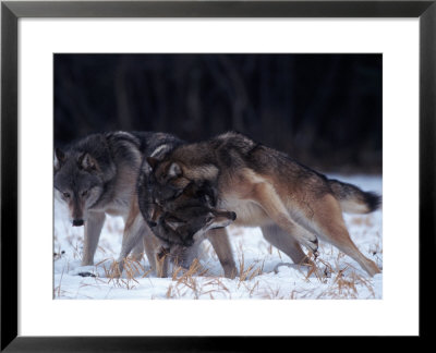 Gray Wolves In Dominance Struggle, Canis Lupus, Mn by Robert Franz Pricing Limited Edition Print image