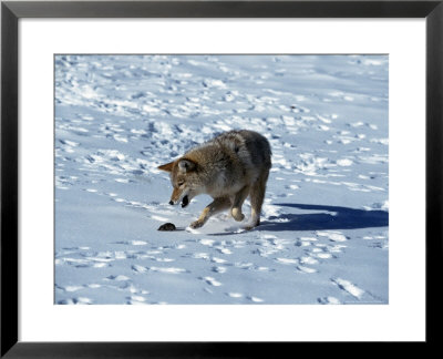 Coyote, Canis Latrans, Playing With Vole, Mt by Robert Franz Pricing Limited Edition Print image